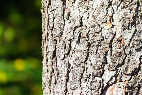 黄色の苔を持つ古い木の樹皮の質感 — ストック写真