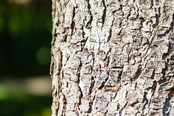 Konsistensen Barken Ett Gammalt Träd Med Gul Mossa — Stockfoto