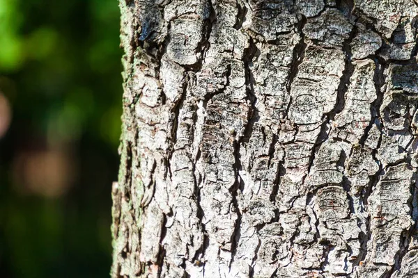 Texture Bark Old Tree Yellow Moss — Stock Photo, Image