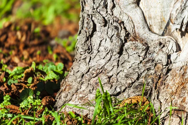 Texture Bark Old Tree Yellow Moss — Stock Photo, Image