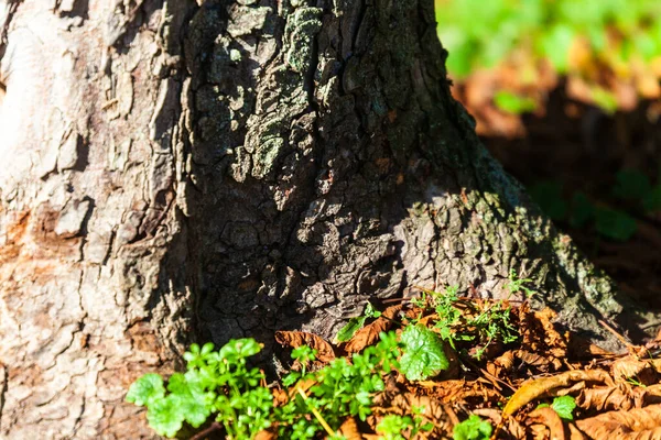Sarı Yosunlu Yaşlı Bir Ağacın Kabuğu — Stok fotoğraf