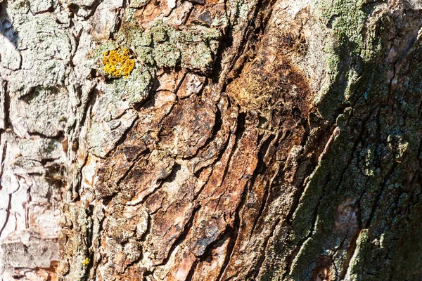 Текстура Кори Старого Дерева Жовтим Мохом — стокове фото