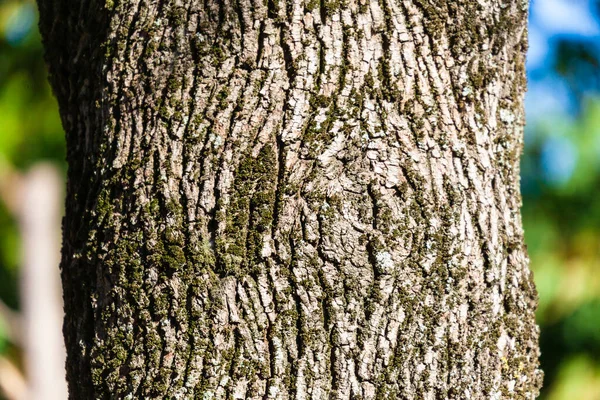 Sarı Yosunlu Yaşlı Bir Ağacın Kabuğu — Stok fotoğraf