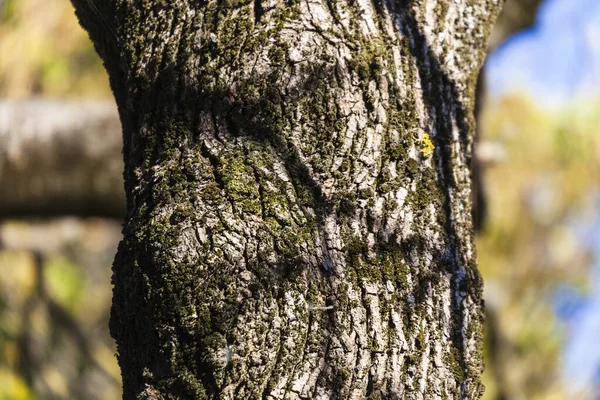 Die Textur Der Rinde Eines Alten Baumes Mit Gelbem Moos — Stockfoto