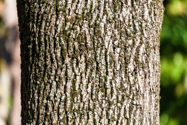Textura Casca Uma Árvore Velha Com Musgo Amarelo — Fotografia de Stock