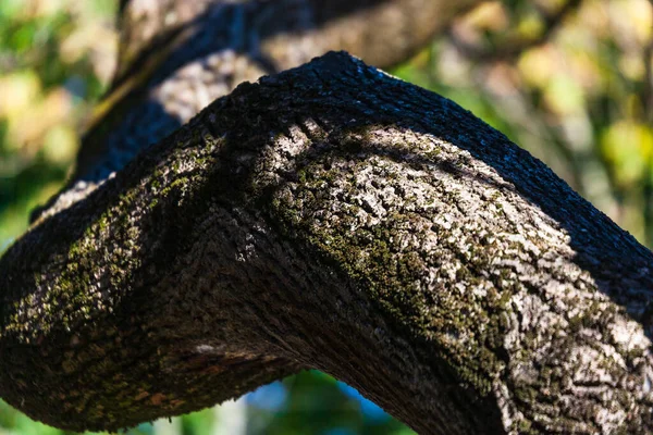 黄色の苔を持つ古い木の樹皮の質感 — ストック写真