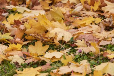 Parktaki güzel sarı sonbahar yaprakları