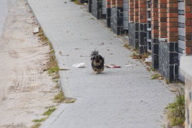 Sonbaharda şehirde evsiz bir köpek