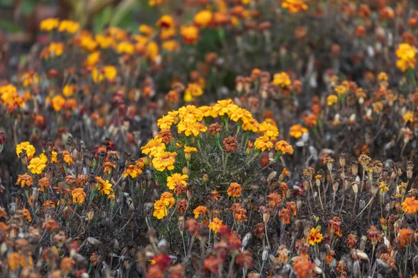 Beautiful Yellow Flowers Autumn Marigolds Park Flowerbed — Stock Photo, Image