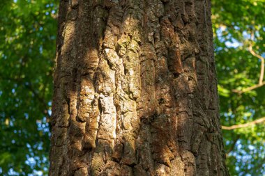 Arka plan için parkta ağaç kabuğu dokusu