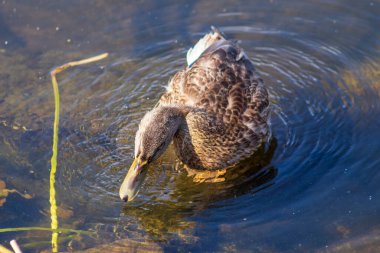 Ekim ayında bir yaban ördeği gölet suyunda yüzer.
