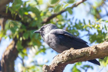 Gri-siyah karga parkta bir ağaç dalında oturuyor.