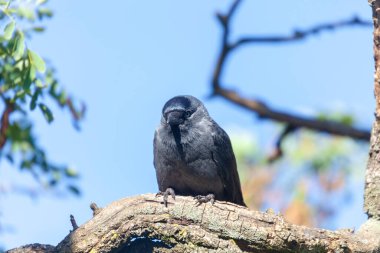 Gri-siyah karga parkta bir ağaç dalında oturuyor.