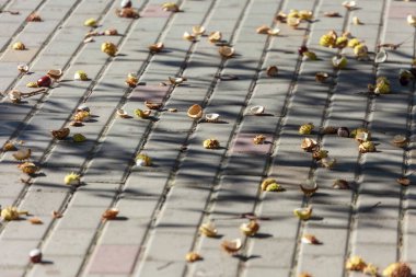 Sonbahar sarısı dikenli kestaneler beton kaldırımda