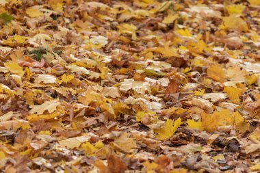 Parktaki güzel sarı sonbahar yaprakları