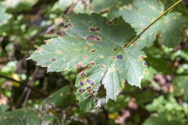 Güneşin altındaki ormanın yakınındaki bir tarlada yeşil yapraklar