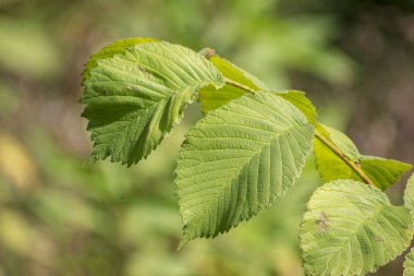 Güneşin altındaki ormanın yakınındaki bir tarlada yeşil yapraklar