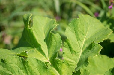 Güneşin altındaki ormanın yakınındaki bir tarlada yeşil yapraklar