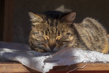 Kedi sonbaharda bahçede güneşlenir.