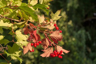 Ağustosta ağaçta kırmızı böğürtlen ve viburum demetleri