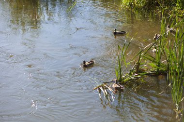 Ekim 'de nehir ve parkta sonbahar manzarası