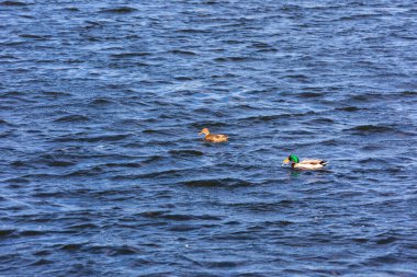 Sonbaharda fırtınada göl suyundaki vahşi ördek