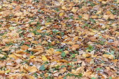 Ekim 'de parkta sarı sonbahar yaprakları