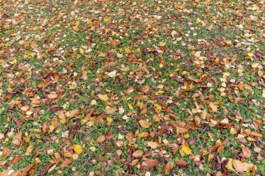 Parkta yerde güzel sarı sonbahar yaprakları