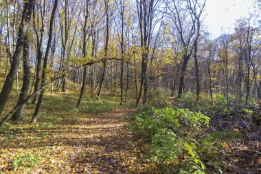 Ormandaki güzel sonbahar manzarası. Ekim 'de ağaçlar ve sarı yapraklar