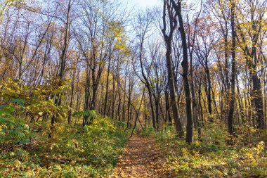 Ormandaki güzel sonbahar manzarası. Ekim 'de ağaçlar ve sarı yapraklar