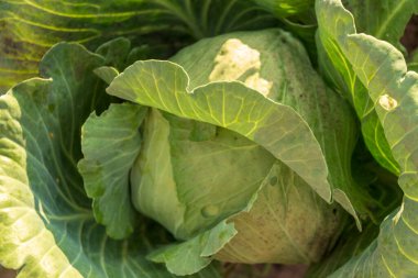 Ağustosta tarlada yeşil lahana ve yapraklar