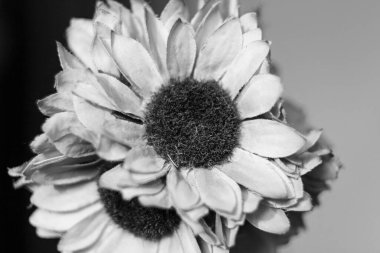 Odada yapay ayçiçeği çiçekleri