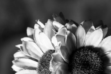 Odada yapay ayçiçeği çiçekleri