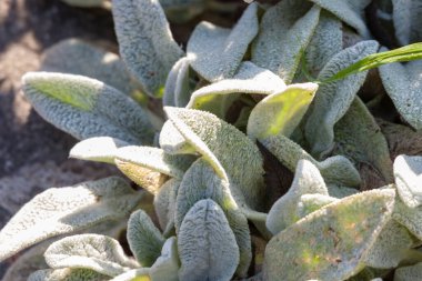 Çiçek tarlasında yeşil çimenler