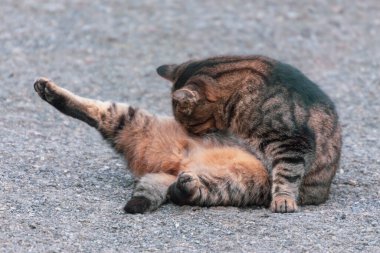 Kaplan kürklü bir kedi yerde oturur.