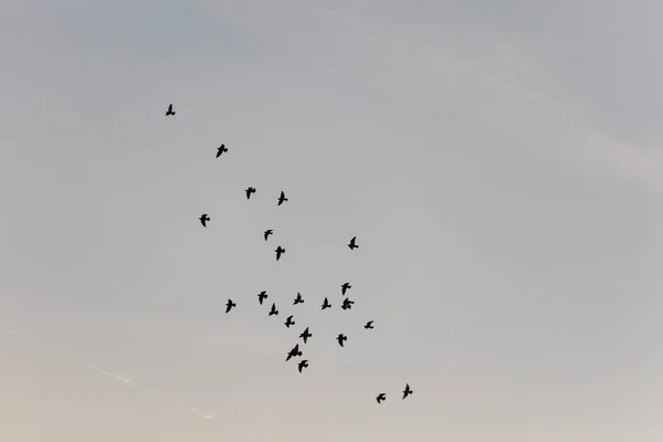 Troupeau Pigeons Sauvages Survole Une Maison — Photo