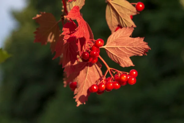 Las Bayas Rojas Los Manojos Del Viburno Árbol Agosto — Foto de Stock