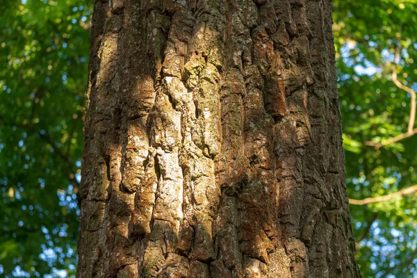 Tekstura Kory Drzewa Parku Tle — Zdjęcie stockowe