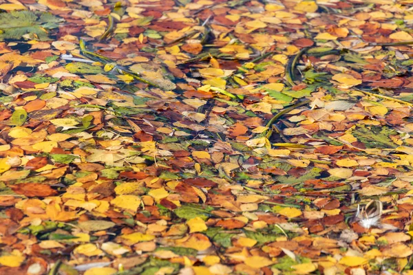 Beautiful Yellow Autumn Leaves Pond Water October — Stock Photo, Image