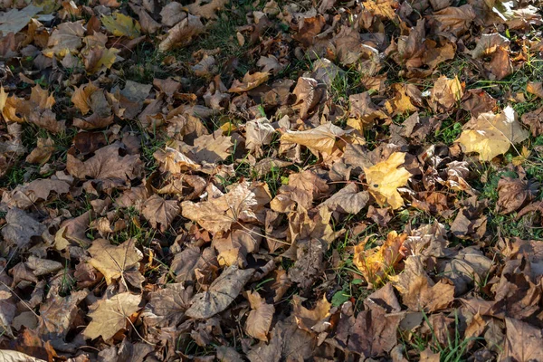 Belle Foglie Giallo Autunno Nel Parco Nel Mese Ottobre — Foto Stock