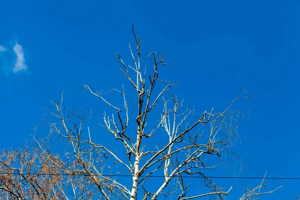 Vidoeiro Seco Contexto Céu Outono — Fotografia de Stock