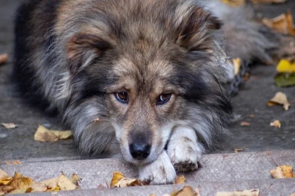 Sad Dog Sitting Hut Shade — Stock Photo, Image