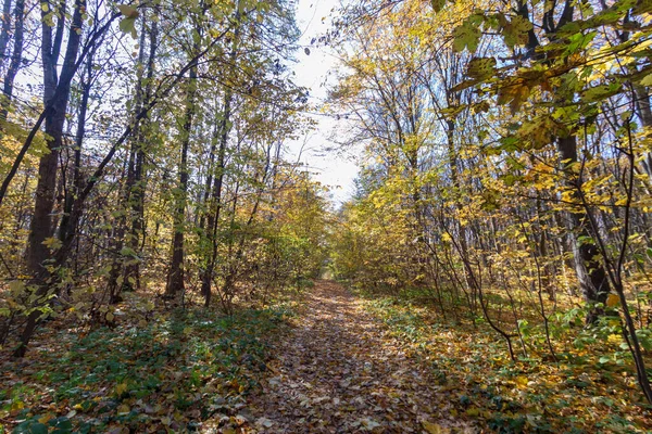 Hermoso Paisaje Otoñal Bosque Árboles Hojas Amarillas Octubre — Foto de Stock