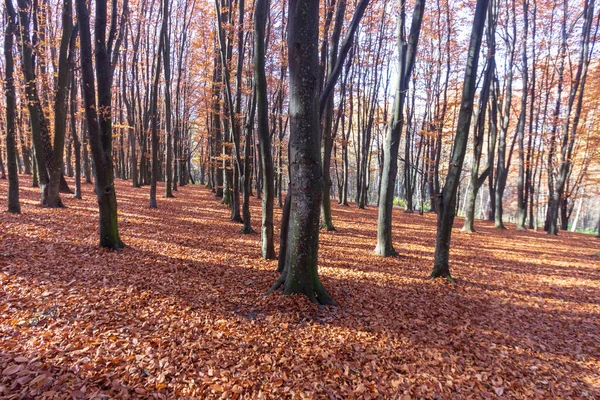 Hermoso Paisaje Otoñal Bosque Árboles Hojas Amarillas Octubre — Foto de Stock