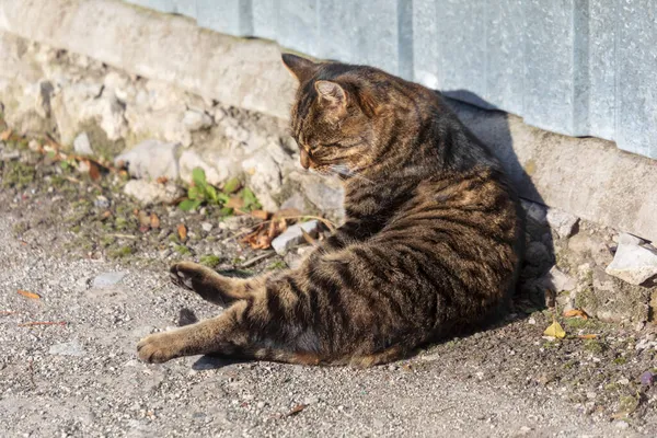 고양이는 햇빛에 껍질을 핥는다 — 스톡 사진