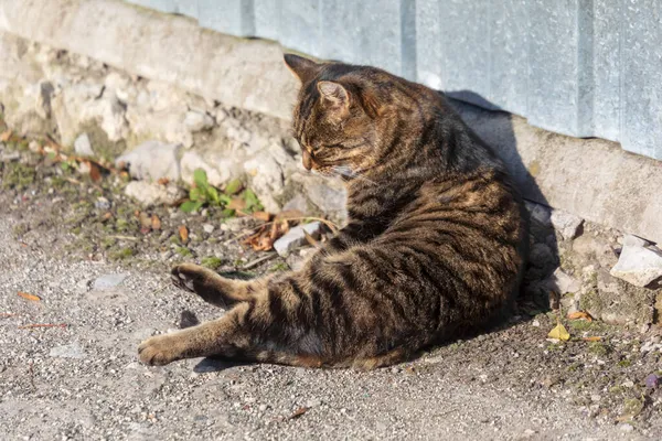 Chat Lèche Fourrure Prélasse Soleil — Photo