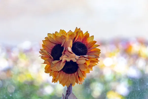 Flores Artificiais Girassol Quarto — Fotografia de Stock