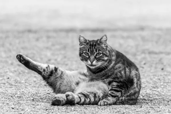 Μια Γάτα Γούνα Τίγρης Κάθεται Στο Έδαφος — Φωτογραφία Αρχείου