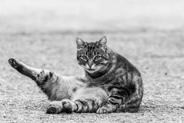 Μια Γάτα Γούνα Τίγρης Κάθεται Στο Έδαφος — Φωτογραφία Αρχείου