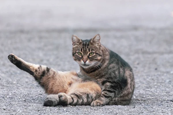 Eine Katze Mit Tigerfell Sitzt Auf Dem Boden — Stockfoto